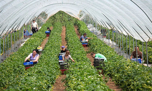 Fruit Picking