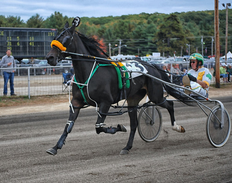 Harness Racing – Maclano